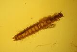 mm Beetle Larva (Coleoptera) In Large Baltic Amber #123402-2